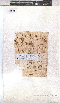 Hermannia coccocarpa image