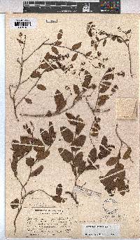 Hermannia depressa image