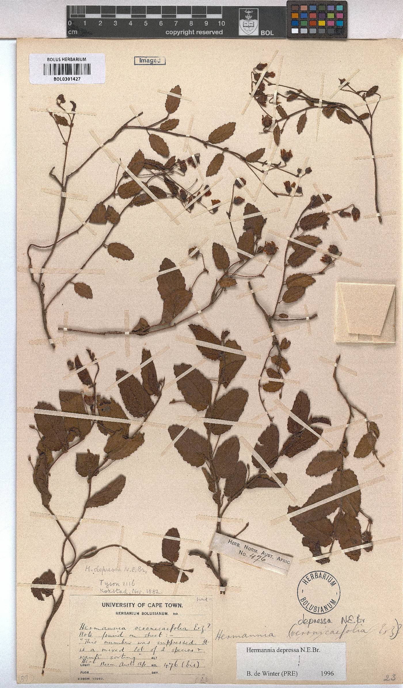 Hermannia depressa image