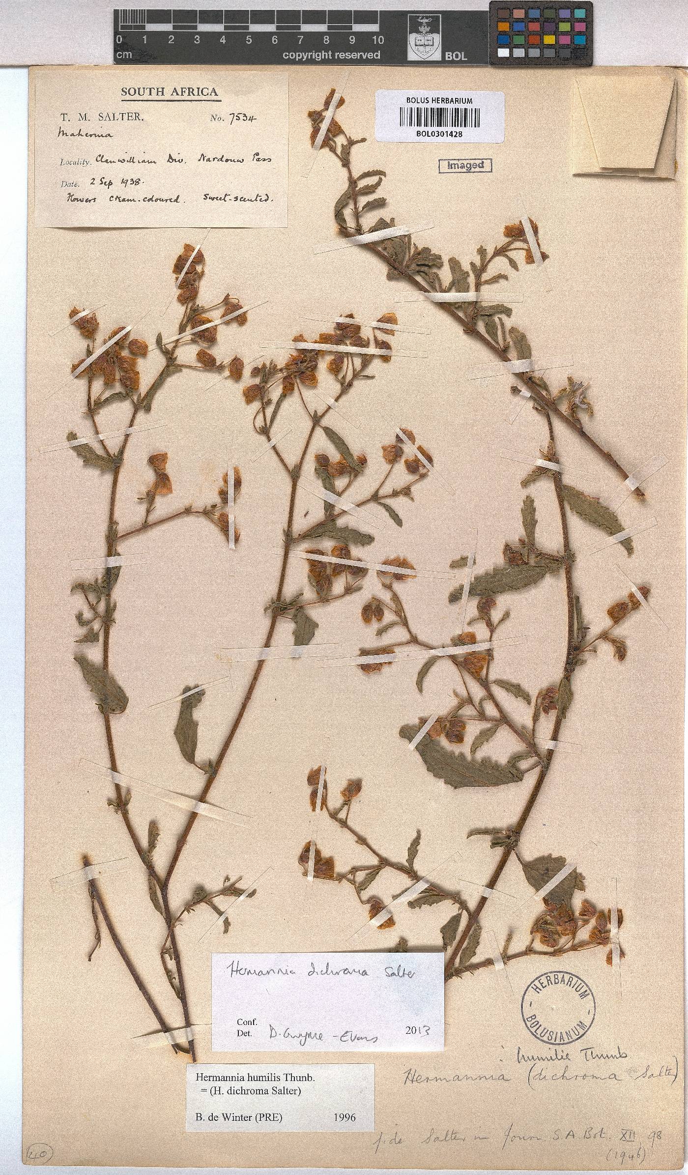 Hermannia dichroma image
