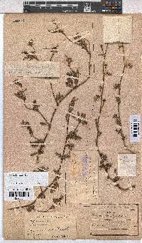 Hermannia diffusa image