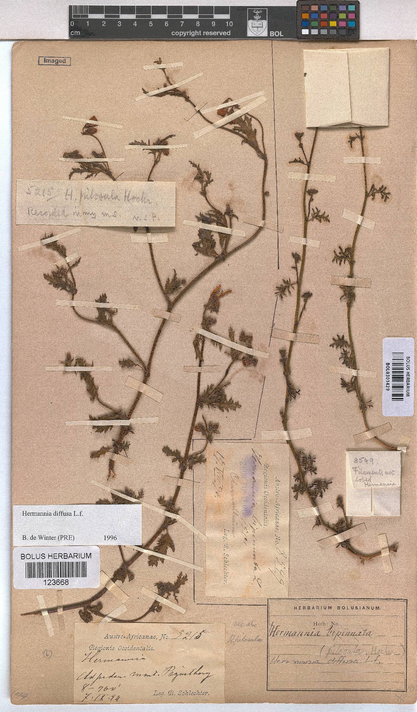 Hermannia diffusa image
