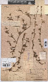 Hermannia diffusa image