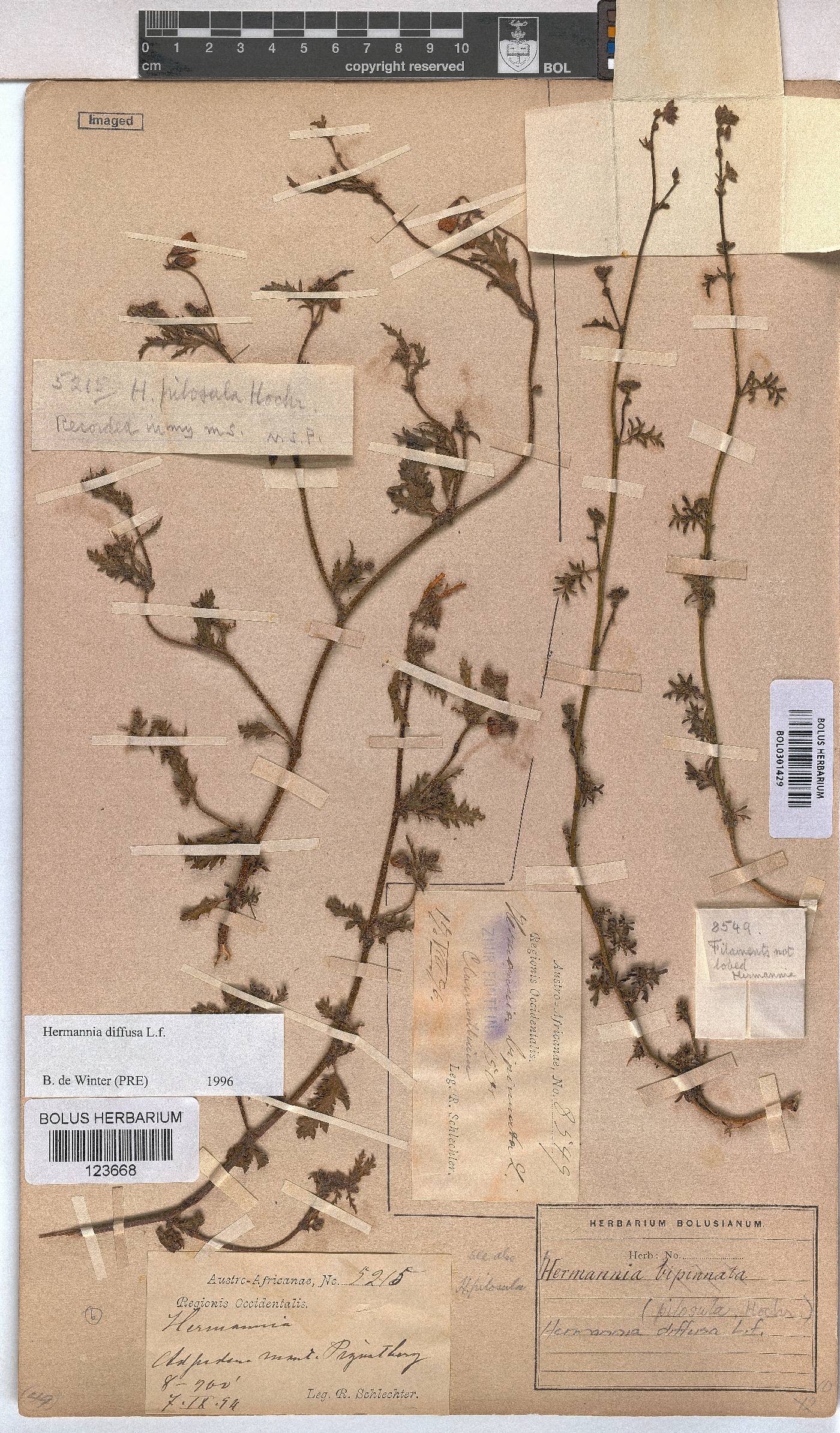 Hermannia diffusa image