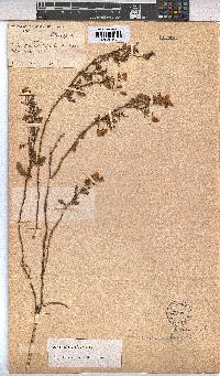 Hermannia diffusa image