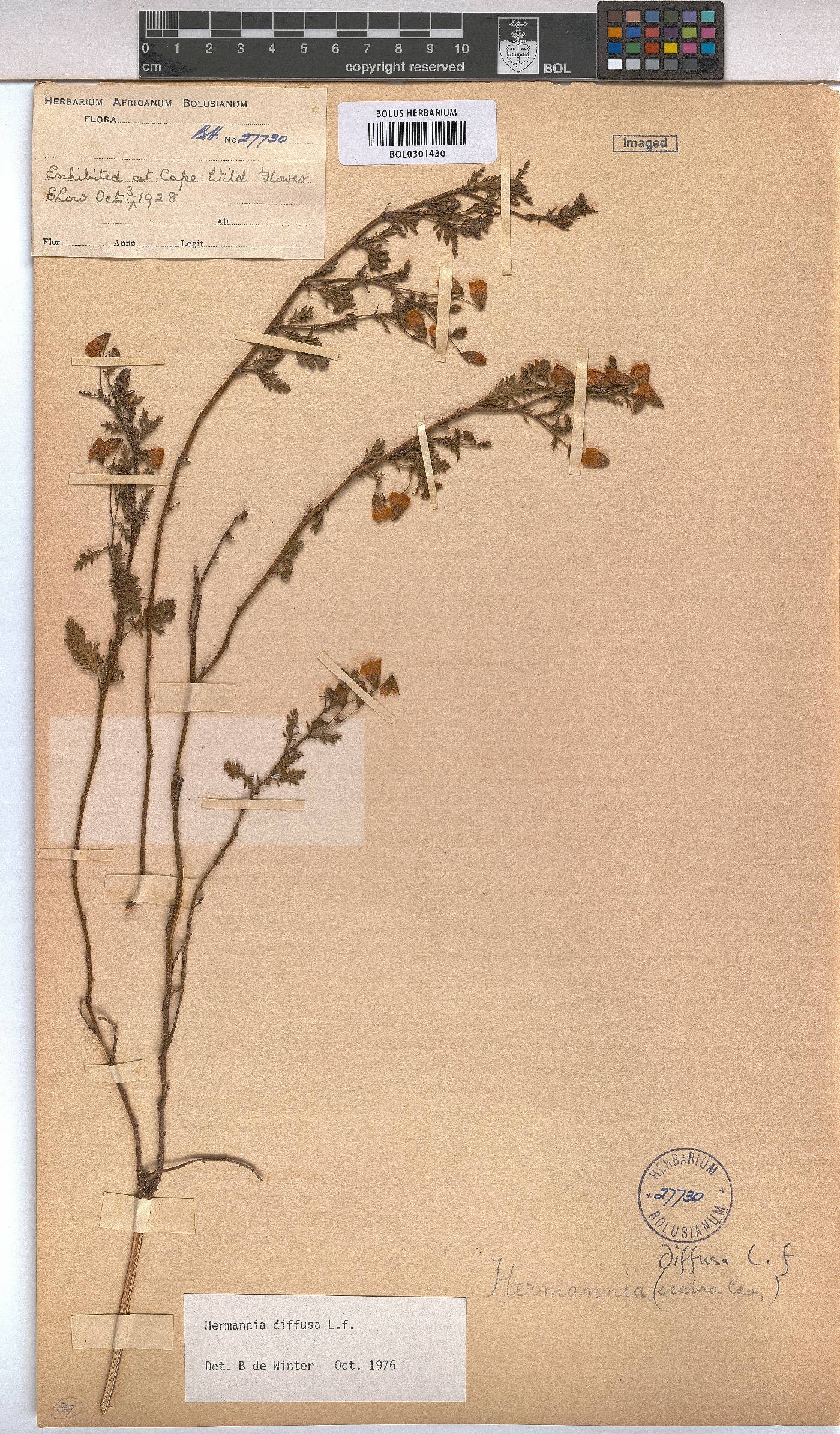 Hermannia diffusa image