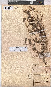Hermannia erodioides image