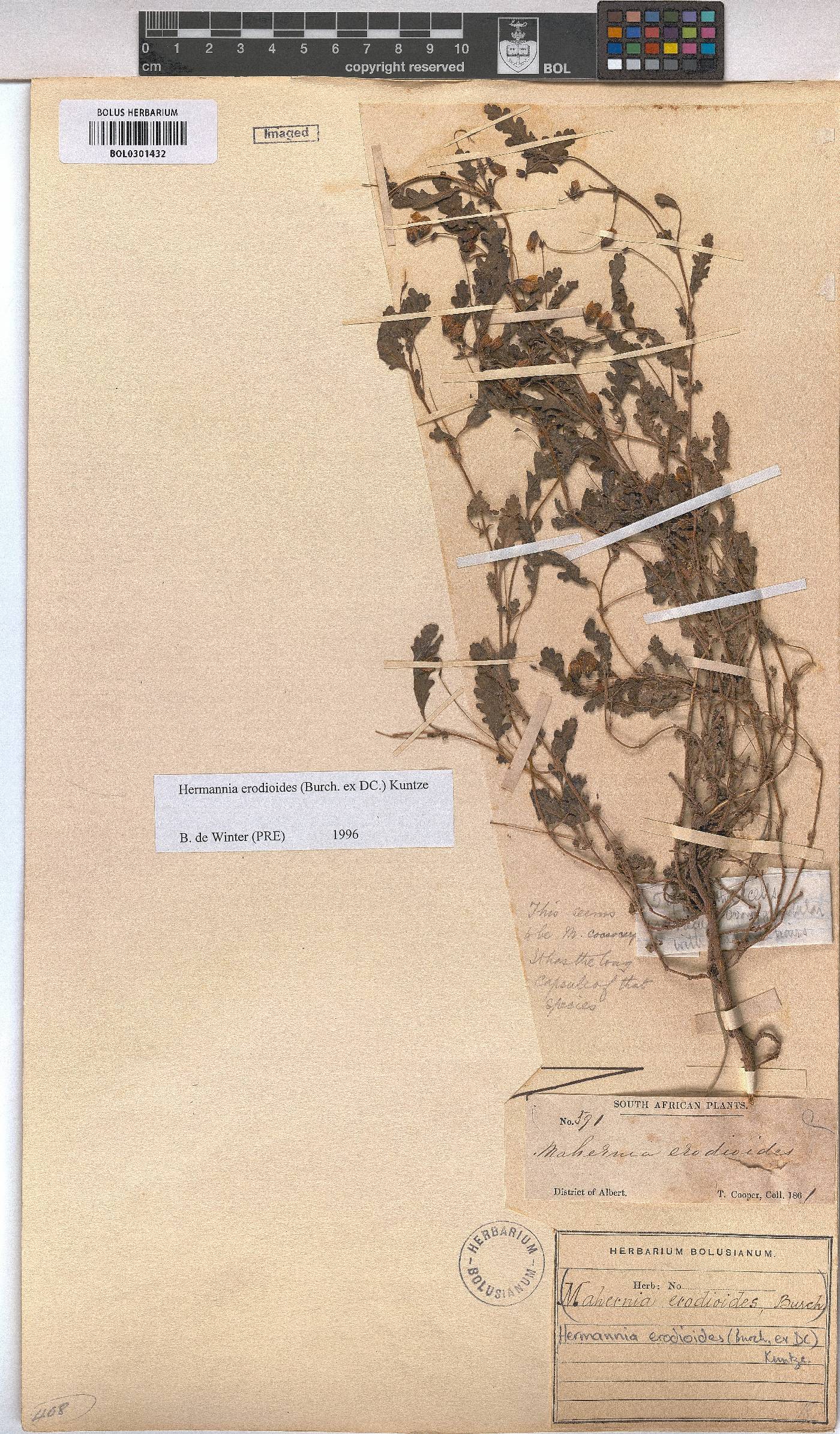 Hermannia erodioides image