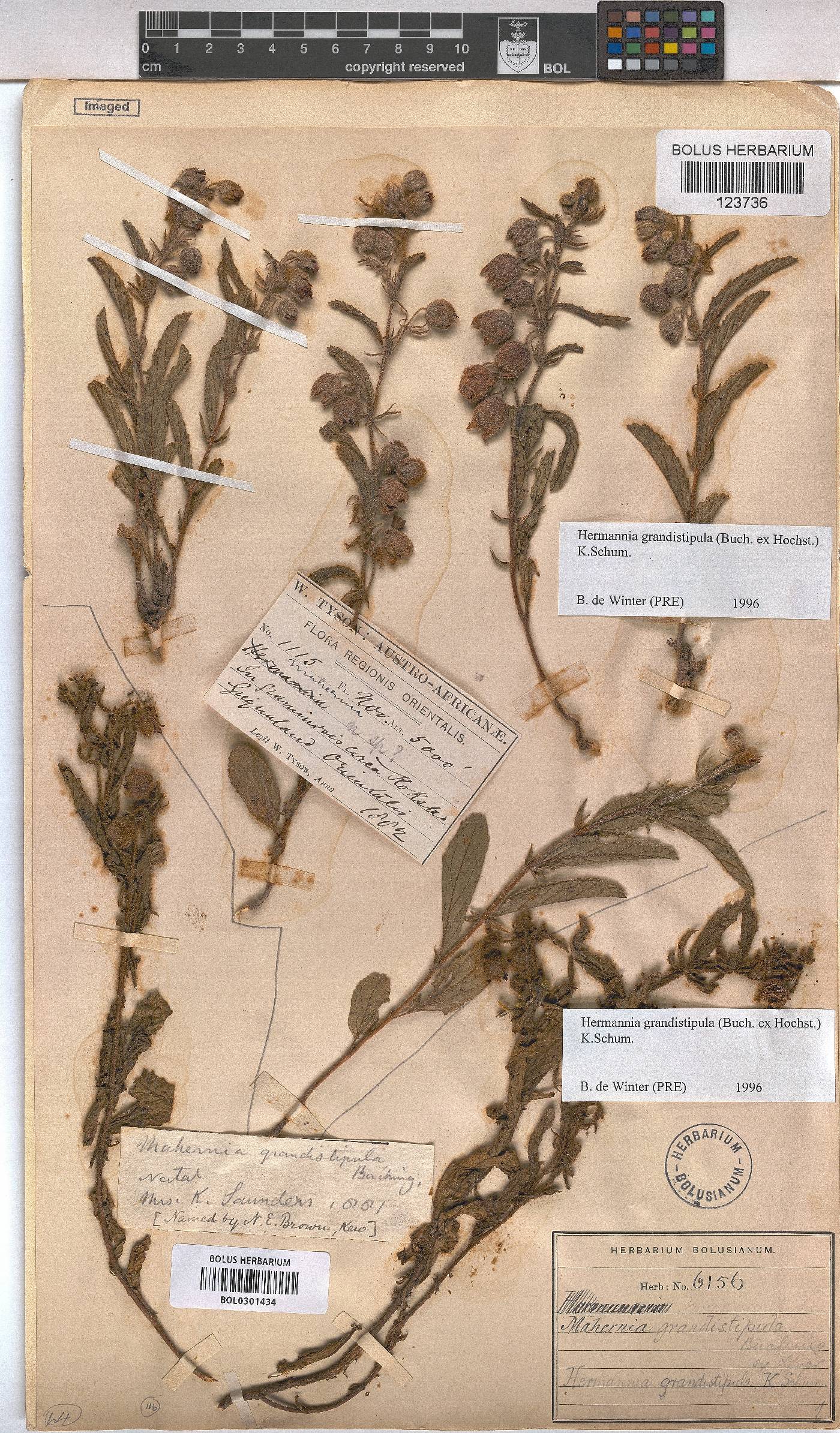 Hermannia grandistipula image
