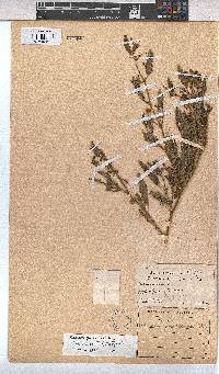 Hermannia grossularifolia image