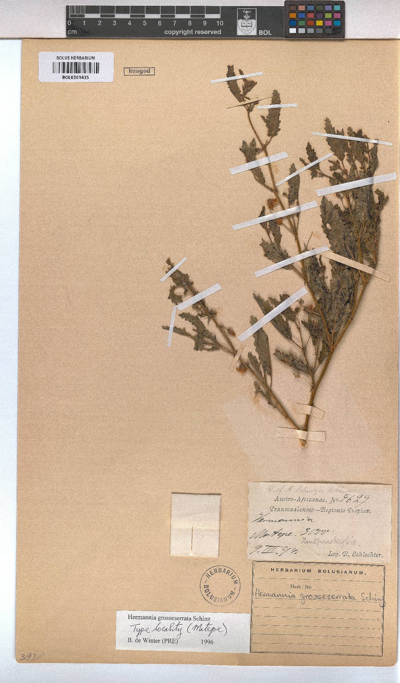 Hermannia grossularifolia image
