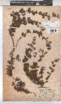 Hermannia grossularifolia image