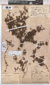 Hermannia grossularifolia image