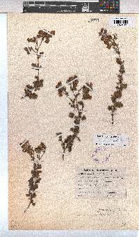 Hermannia grossularifolia image