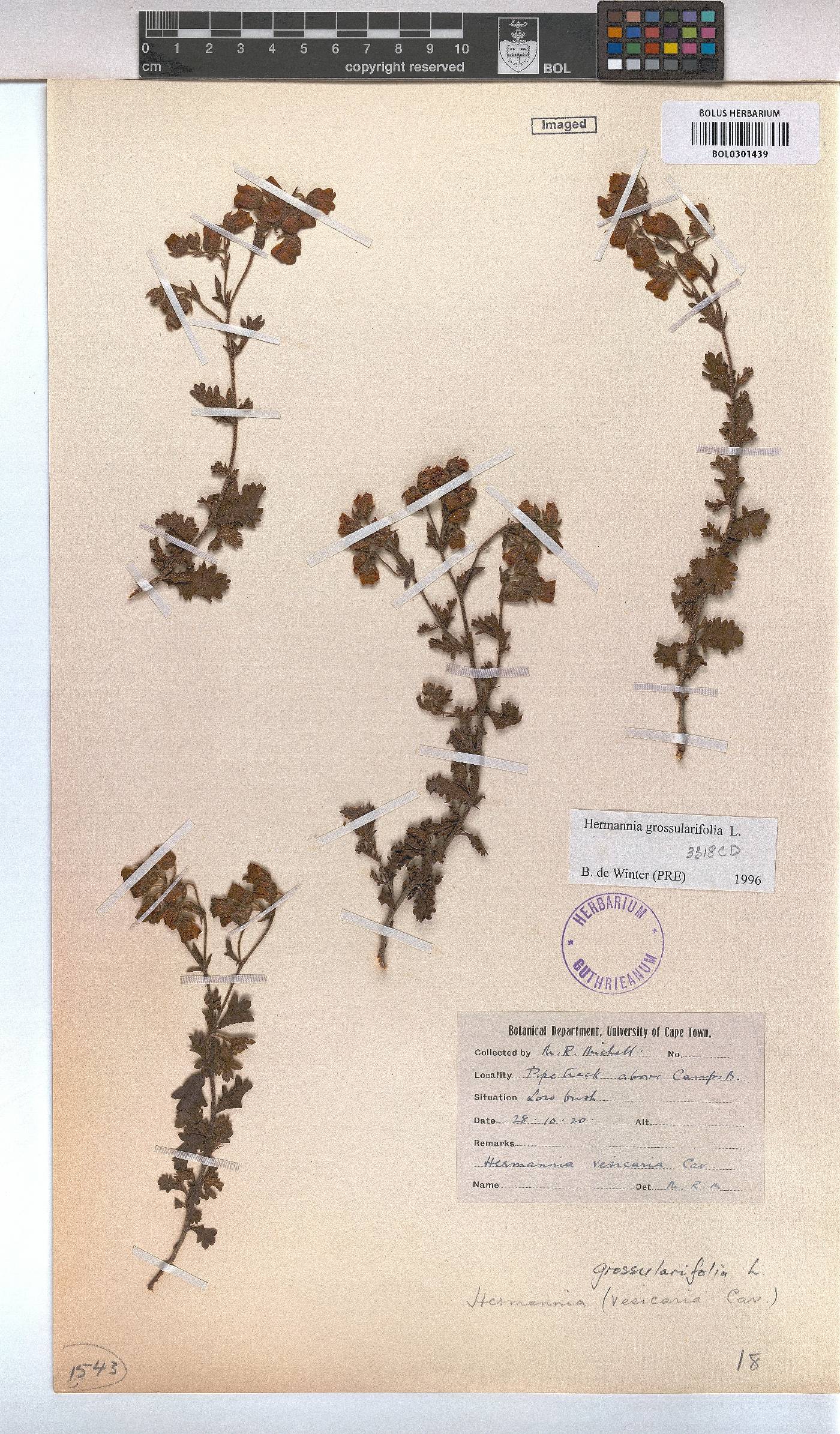 Hermannia grossularifolia image