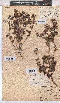 Hermannia grossularifolia image