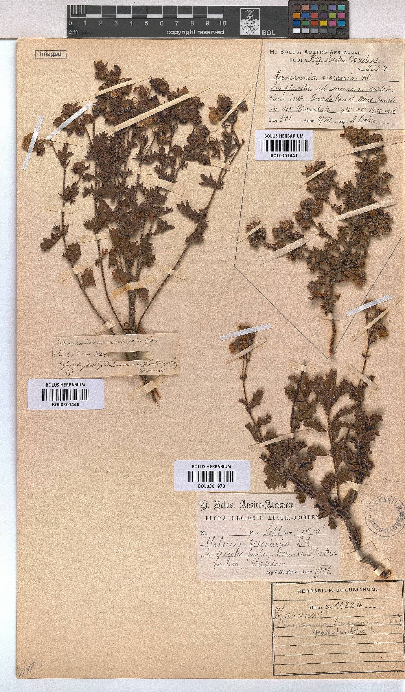 Hermannia grossularifolia image
