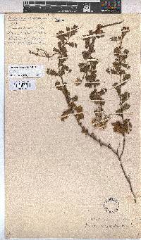 Hermannia grossularifolia image