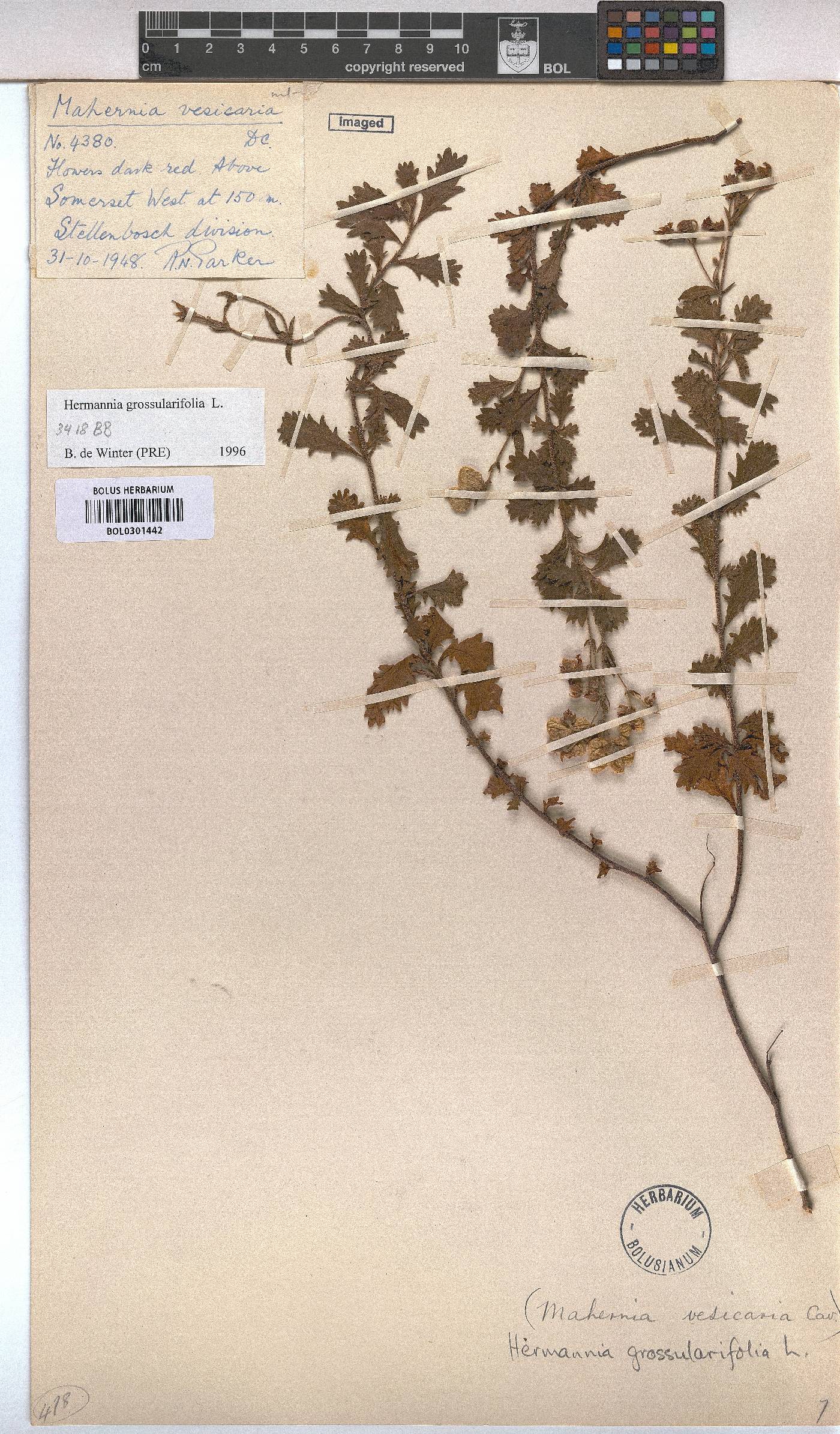 Hermannia grossularifolia image