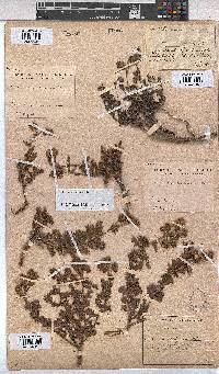 Hermannia grossularifolia image