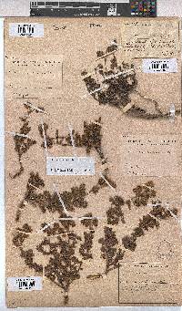 Hermannia grossularifolia image