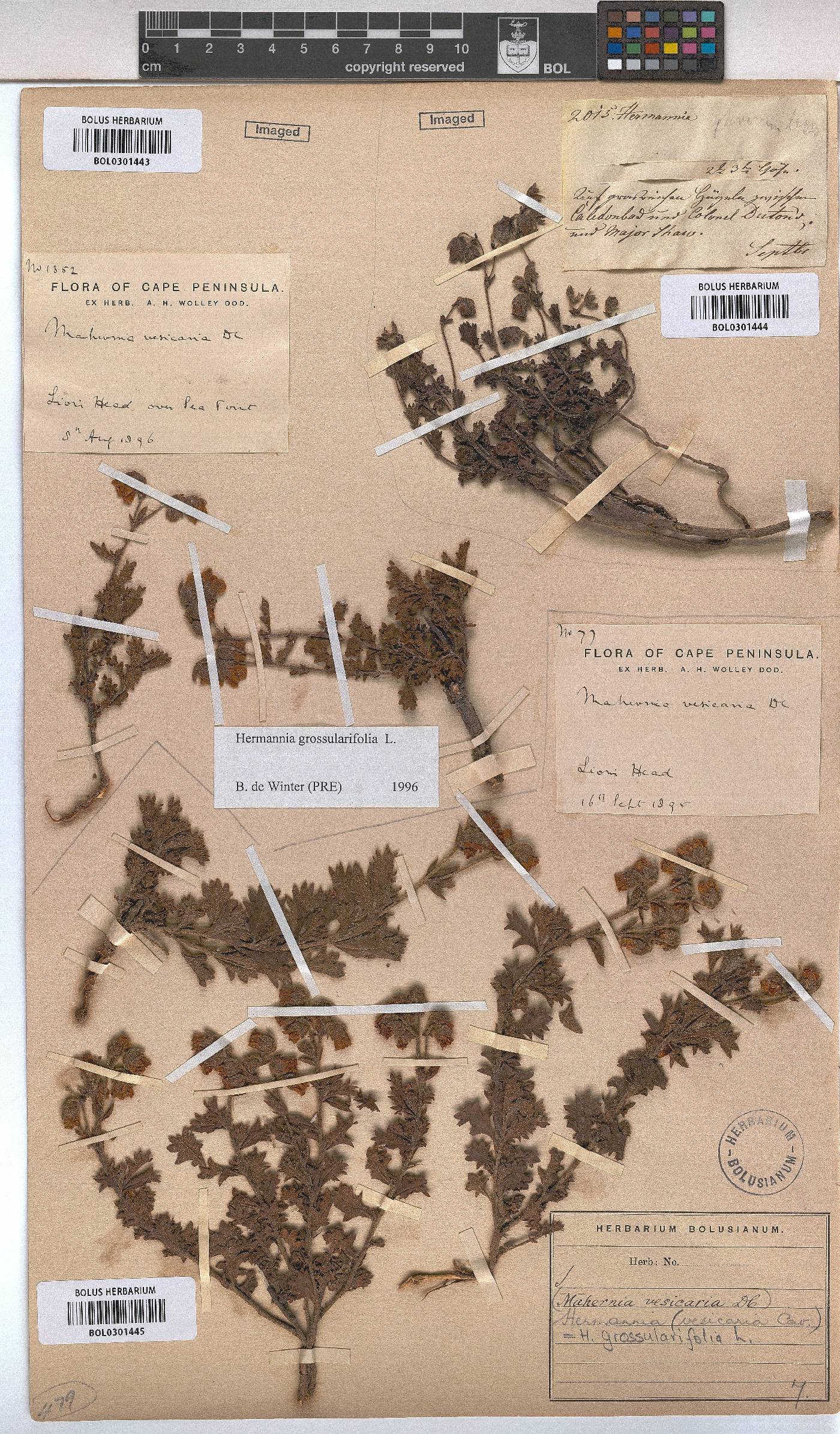 Hermannia grossularifolia image