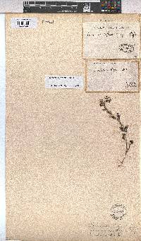 Hermannia grossularifolia image