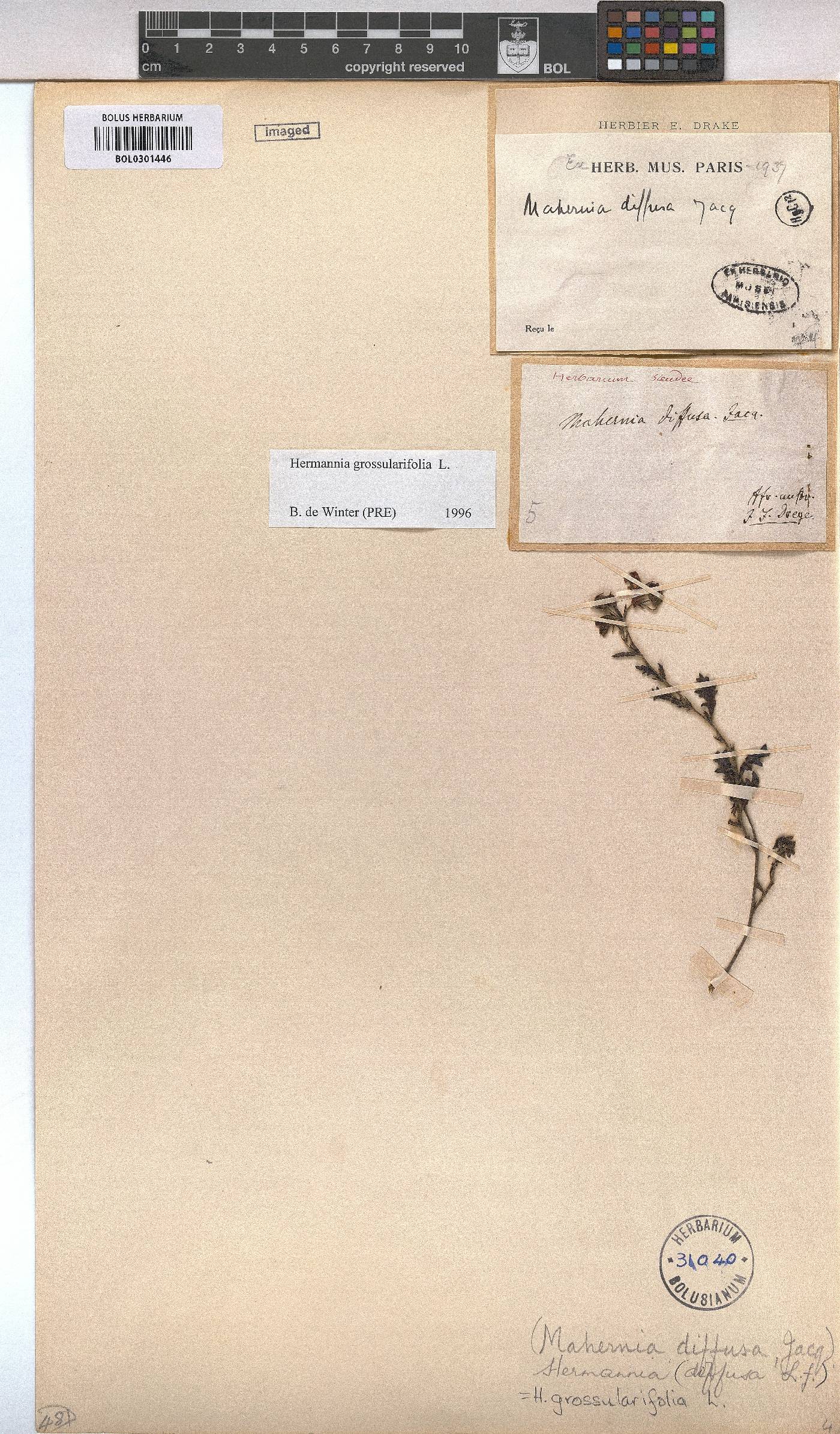 Hermannia grossularifolia image