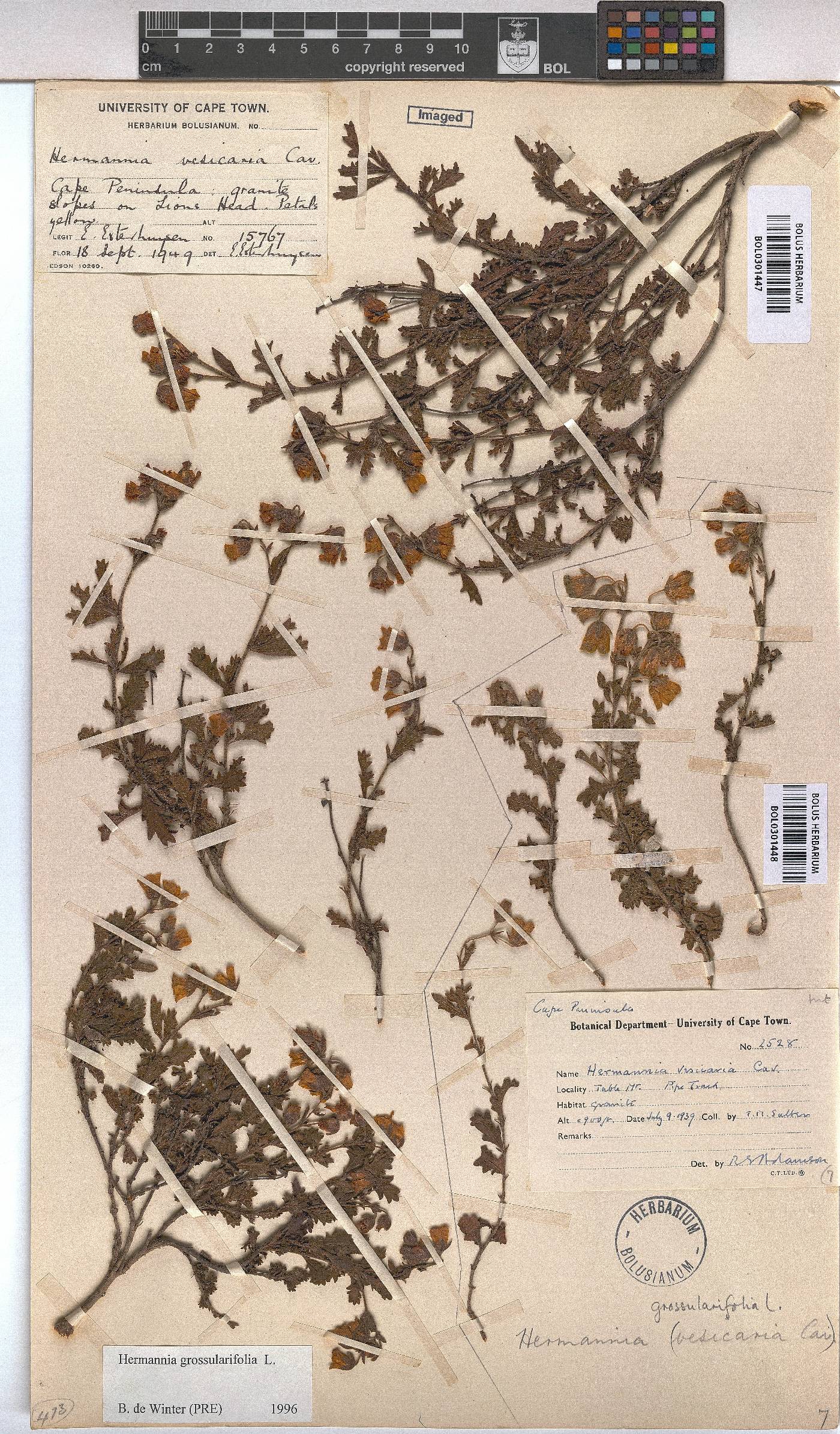 Hermannia grossularifolia image