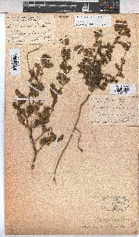 Hermannia grossularifolia image