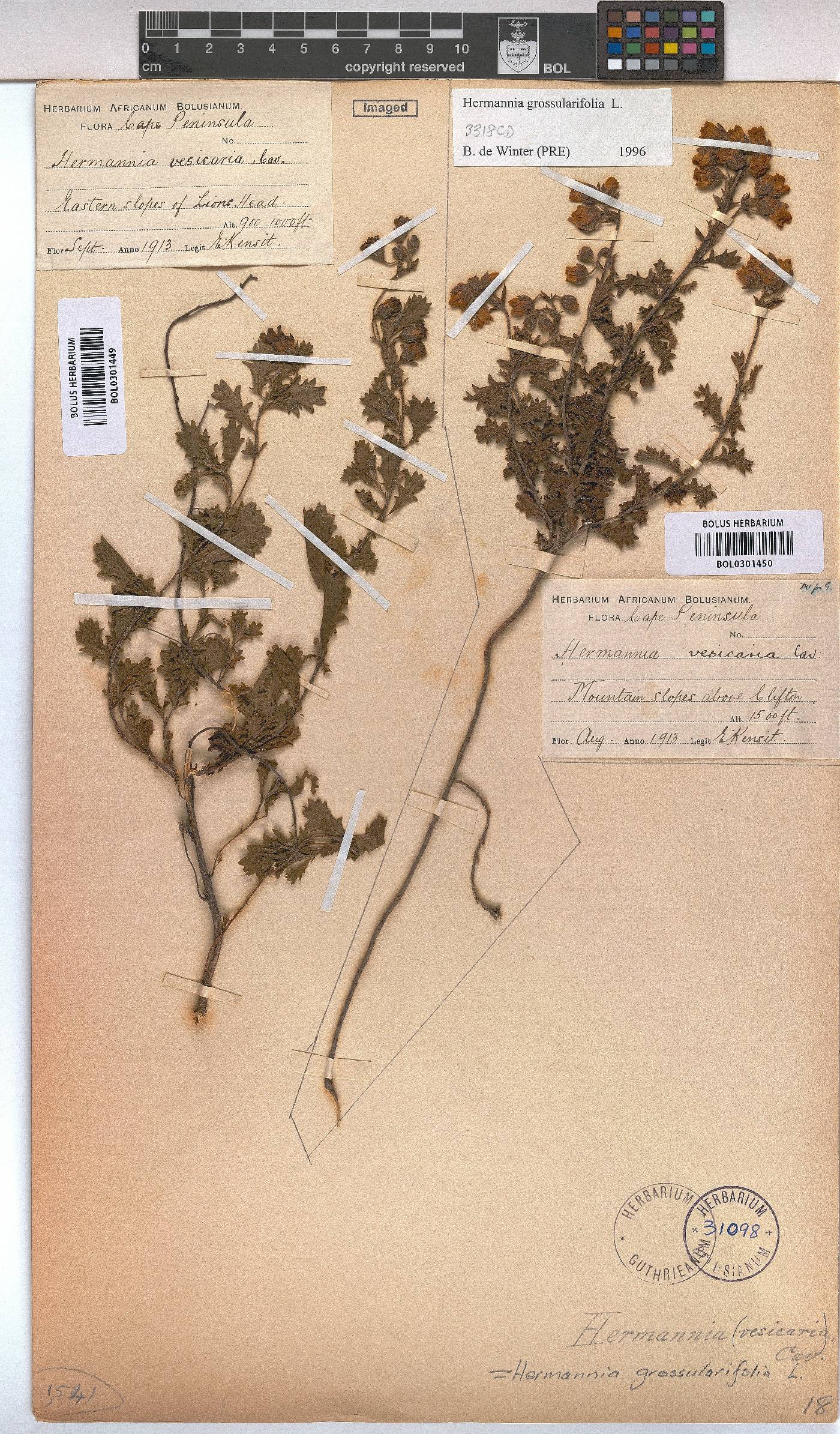 Hermannia grossularifolia image
