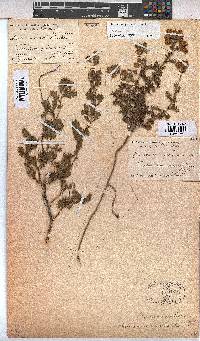 Hermannia grossularifolia image
