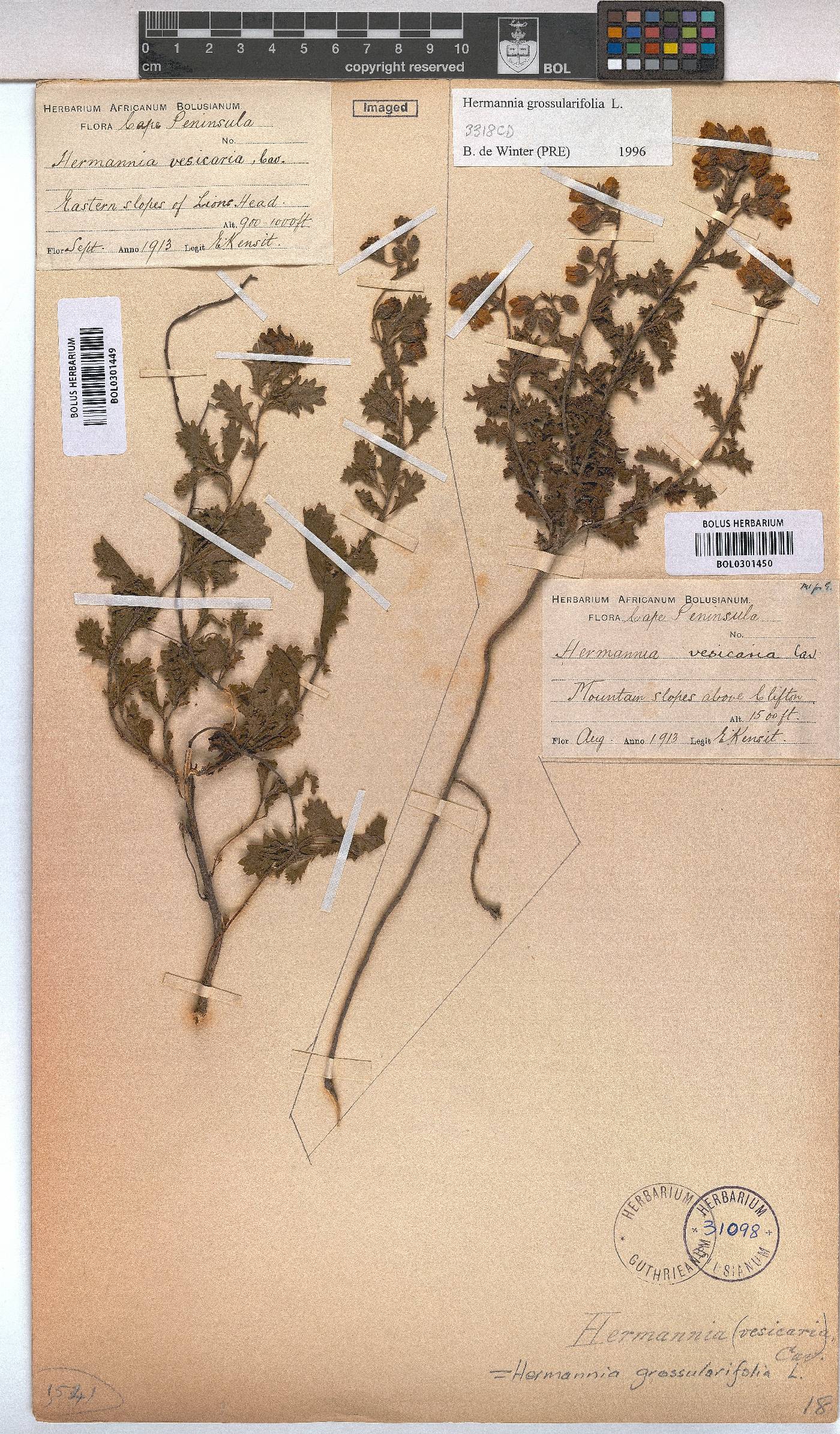 Hermannia grossularifolia image