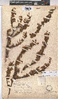 Hermannia heterophylla image