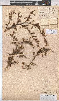 Hermannia heterophylla image