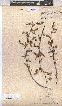 Hermannia heterophylla image