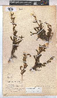Hermannia heterophylla image