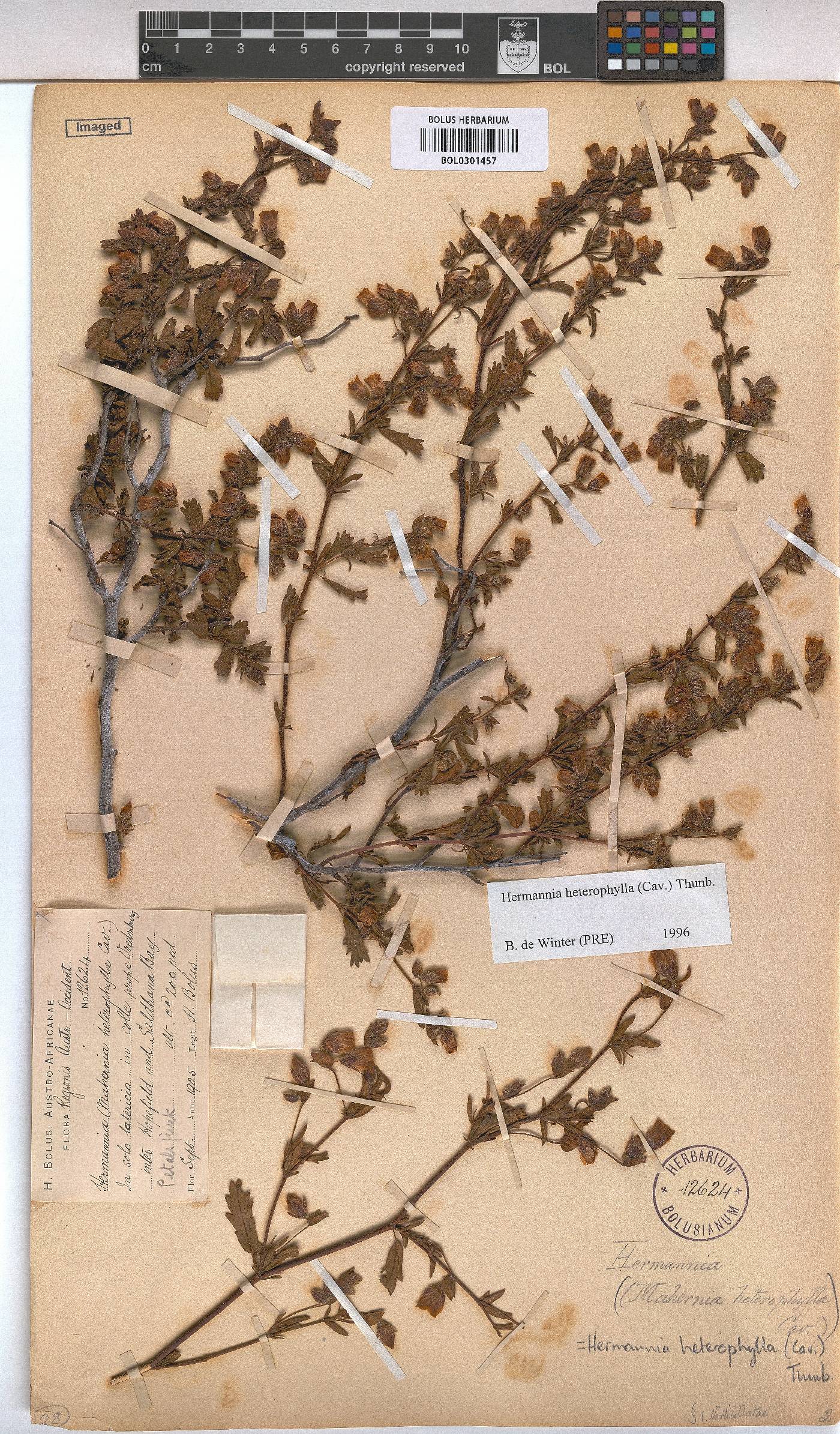 Hermannia heterophylla image