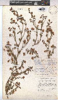 Hermannia heterophylla image