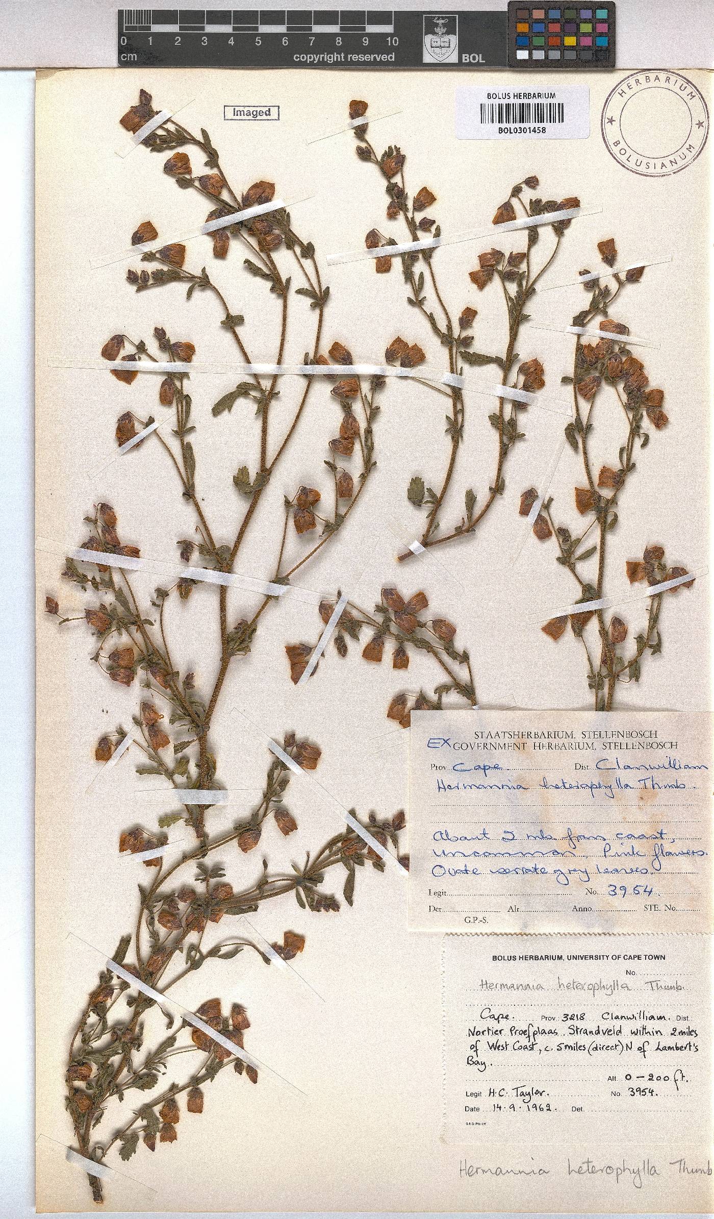 Hermannia heterophylla image