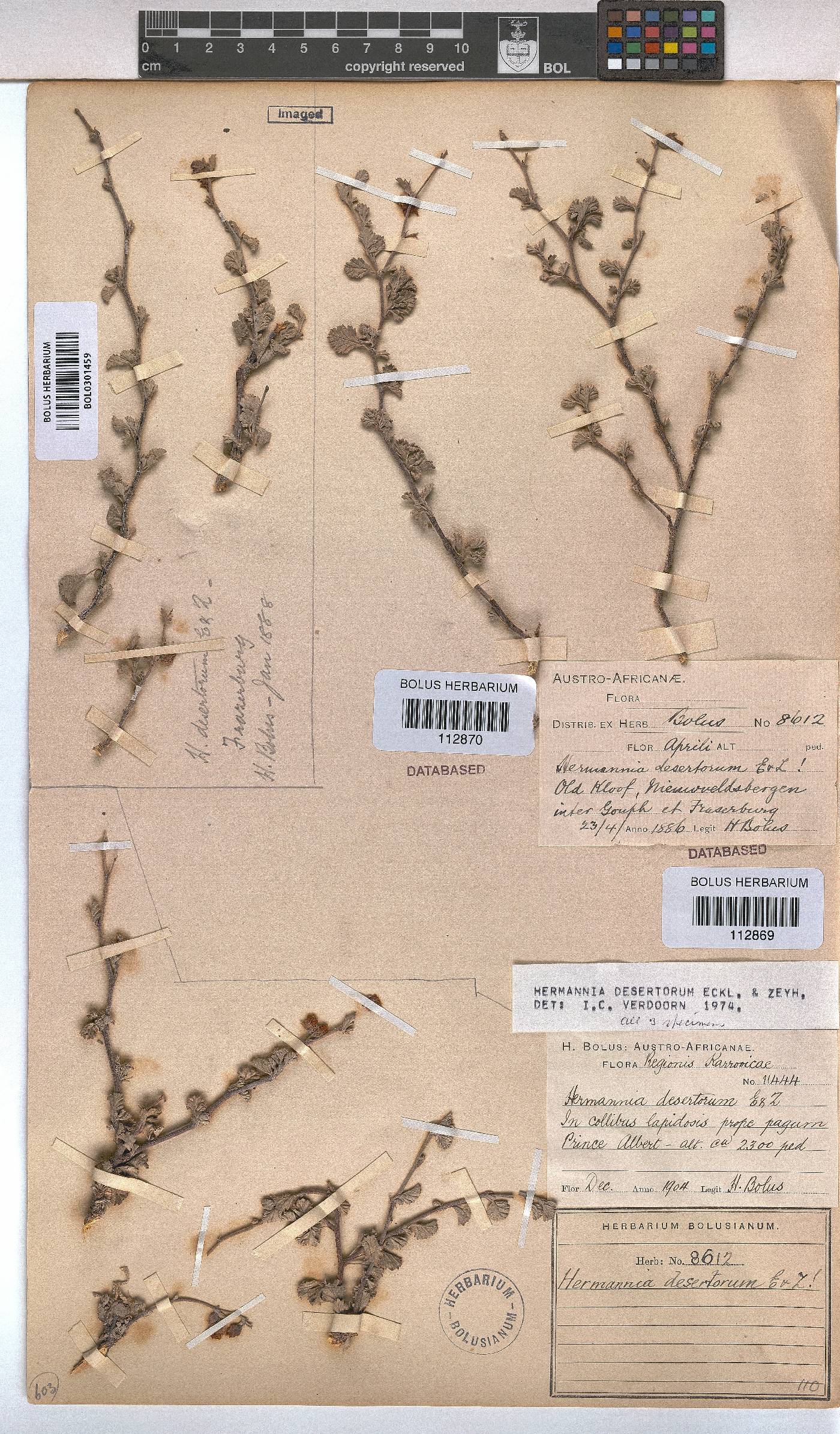 Hermannia desertorum image
