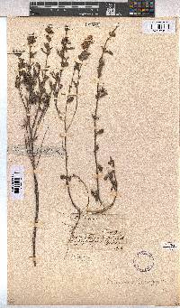 Hermannia hyssopifolia image