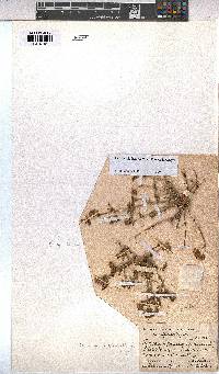Hermannia jacobeifolia image