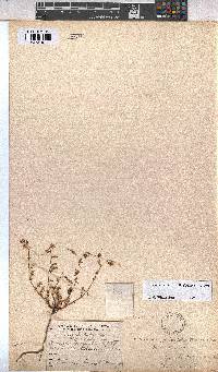 Hermannia jacobeifolia image