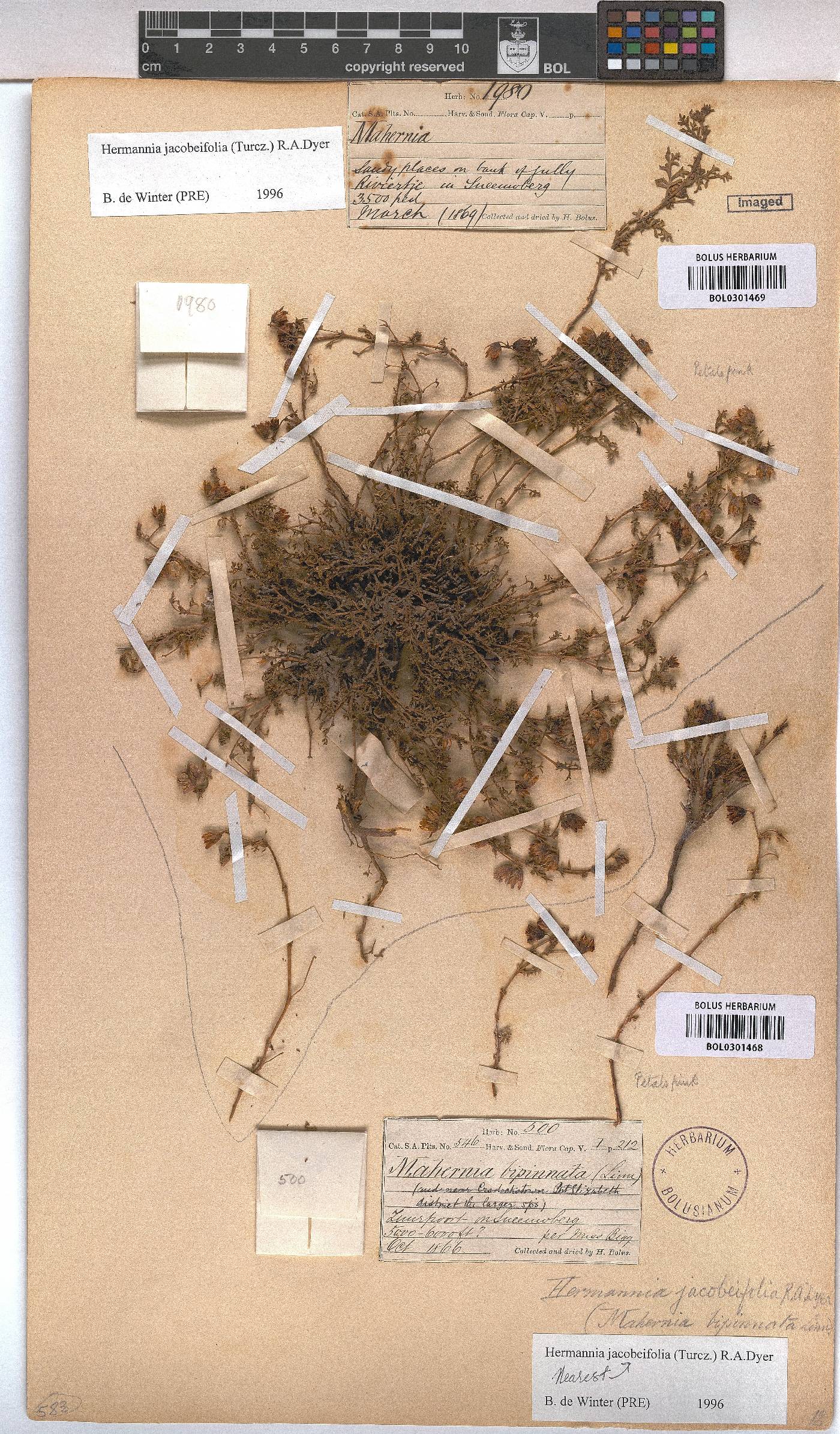 Hermannia jacobeifolia image