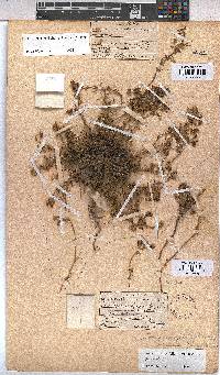 Hermannia jacobeifolia image