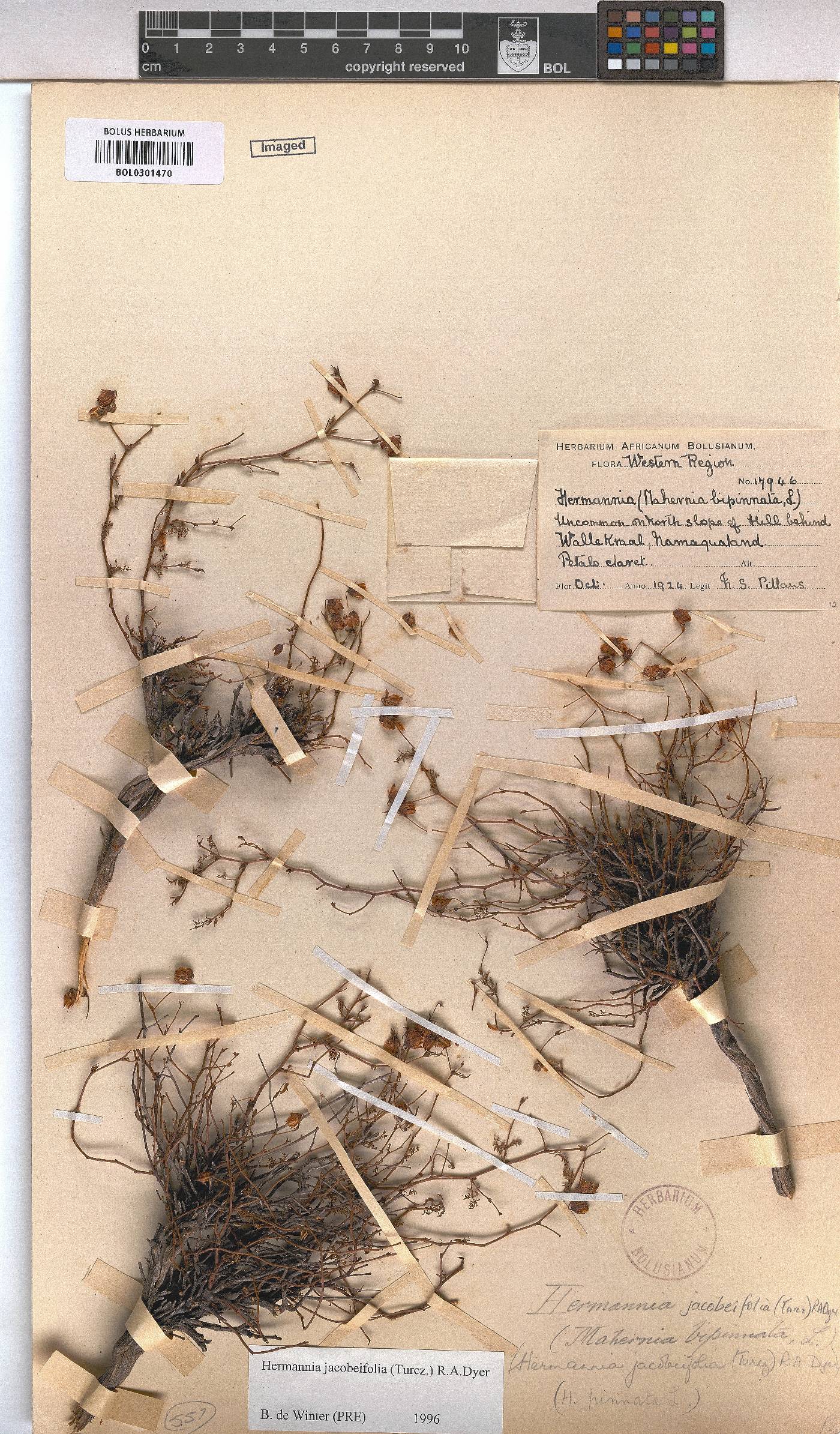 Hermannia jacobeifolia image