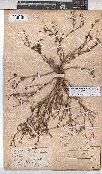 Hermannia jacobeifolia image