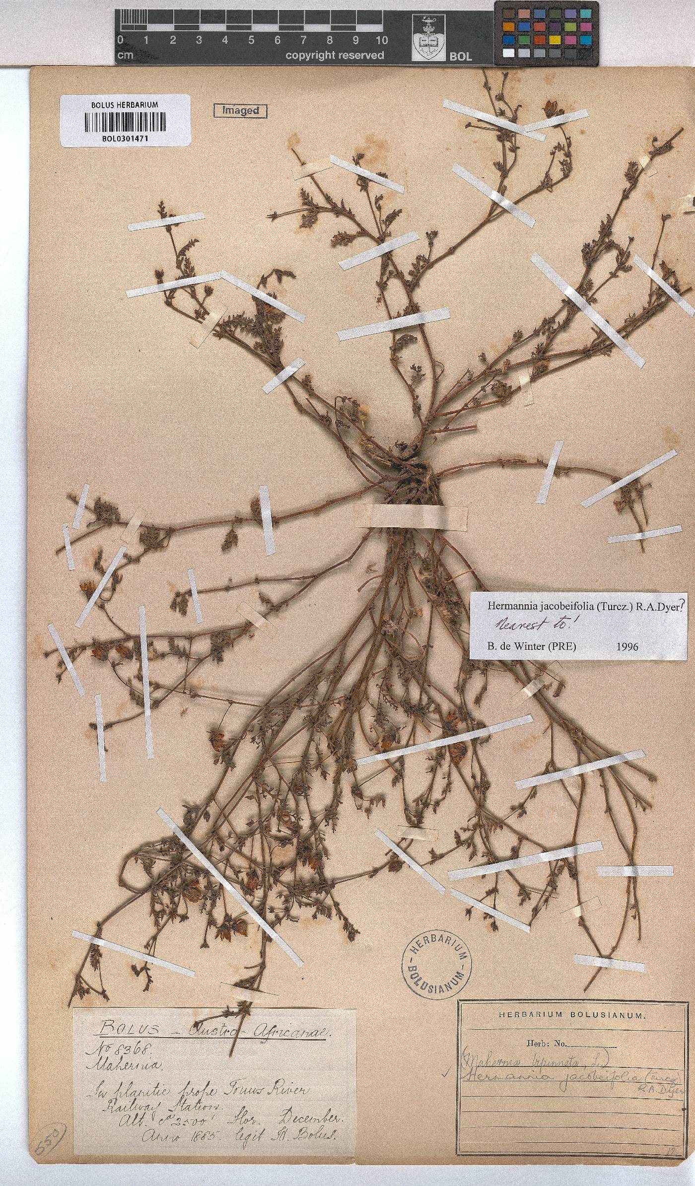Hermannia jacobeifolia image