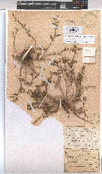 Hermannia jacobeifolia image